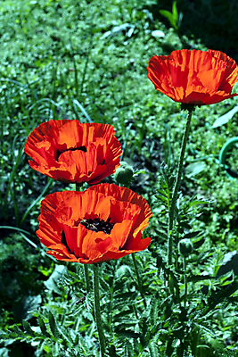 포토 JPG 해외이미지 식물 계절 꽃잎 꽃 줄기 백그라운드 잎 사람없음 야외 장식 빨간색 초록색 컬러풀 햇빛 태양 검은색 활발 젖음 시골 신선 센터 우아함 허브 심볼 양귀비 진홍색 내추럴 얇은 해외202004 해외포토 자연요소 컬러 컨셉 파일형식 이미지허브