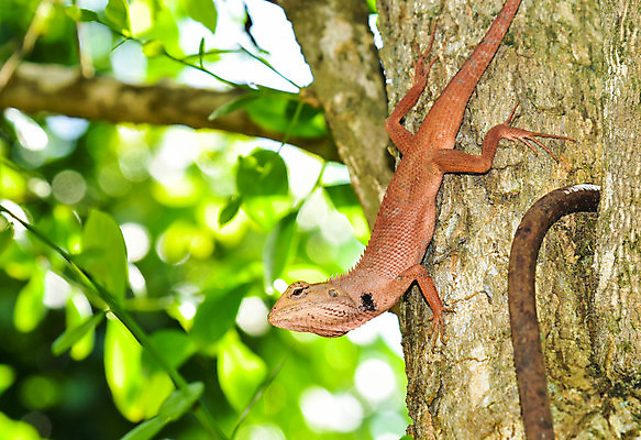 포토 JPG 해외이미지 동물 척추동물 아시아 파충류 자연 사람없음 파란색 컬러풀 용 도마뱀 이구아나 카멜레온 해외202004 해외포토 나라 컬러 생태계 파일형식 이미지허브