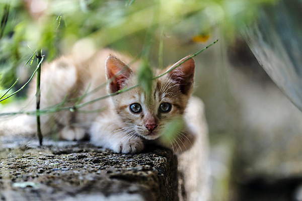 포토 JPG 해외이미지 동물 응시 계절 행복 어린이 포유류 자연 놀이 친절 수염 사랑 사람없음 파란색 반려동물 달리기 평화 고양이 봄 활발 에너지 자유 탐험 게임 시골 작음 무서움 모피 탈출 호기심 부드러움 발견 숨김 무료 동정 해외202004 해외포토 시선 감정 컬러 컨셉 모션 사람 감각 크기 생태계 파일형식 이미지허브