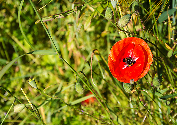 포토 JPG 해외이미지 식물 꽃잎 꽃 잎 꽃무늬 밭 자연 사람없음 여름 정원 맑음 들꽃 벚꽃 시골 낟알 양귀비 해외202004 해외포토 계절 무늬 농업 날씨 생태계 파일형식 이미지허브