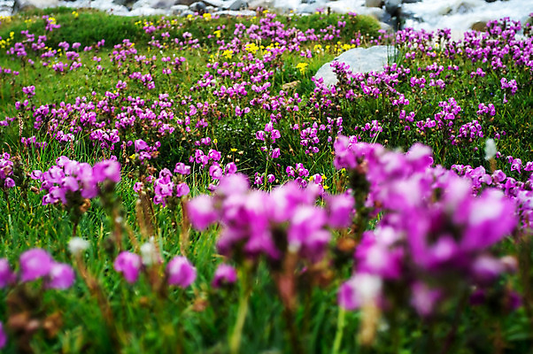 포토 JPG 해외이미지 꽃 아시아 여행 자연 하늘 산 풍경 사람없음 물 관광지 강 바위 개울 내추럴 해외202004 해외포토 자연요소 식물 나라 돌_바위 생태계 파일형식 이미지허브