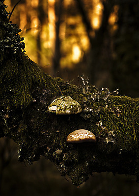 포토 JPG 해외이미지 식물 꽃 유럽 자연 북유럽 노르웨이 풍경 사람없음 야외 버섯 숲 삼림지대 스칸디나비아 해외202004 해외포토 나라 생태계 파일형식 이미지허브