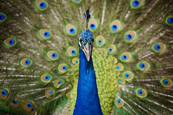 포토 JPG 해외이미지 동물 남자 야생동물 백그라운드 패턴 자연 조류 기술 사람없음 가로 초록색 파란색 컬러풀 머리 활발 의식 우아함 공작 전시회 깃털 꼬리 부리 목 보여주기 꿩 수탉 멀티 웅장함 터키석 해외202004 해외포토 컬러 컨셉 무늬 모션 사람 신체부위 전시 닭 보석 수컷 생태계 파일형식 이미지허브