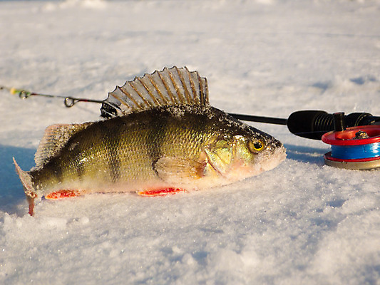 포토 JPG 해외이미지 겨울 낚시 어류 앉기 사람없음 얼음 오브젝트 서리 해외202004 해외포토 자연요소 계절 모션 레저 수중동물 파일형식 이미지허브