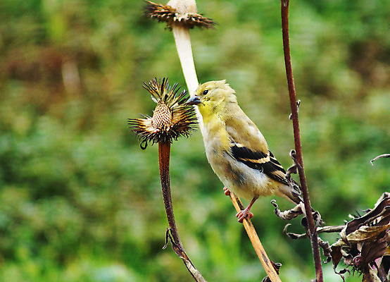 포토 JPG 해외이미지 식물 동물 계절 꽃 음식 겨울 조류 씨앗 사람없음 초록색 노란색 가을 작음 먹기 깃털 부리 계산서 동물상 수유 해외202004 해외포토 컬러 모션 조형물 크기 파일형식 이미지허브