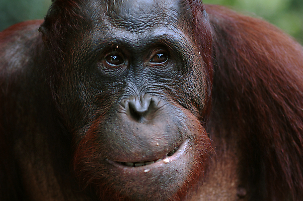 포토 JPG 해외이미지 동물 척추동물 응시 남자 아시아 얼굴 야생동물 새끼 포유류 청소년 자연 털 종류 성인 사람없음 갈색 숲 열대우림 먹기 인도네시아 슛 유인원 원시시대 말레이시아 배려 인구 지능 테마 해외202004 해외포토 시선 나라 컬러 모션 사람 신체부위 역사 생태계 파일형식 이미지허브