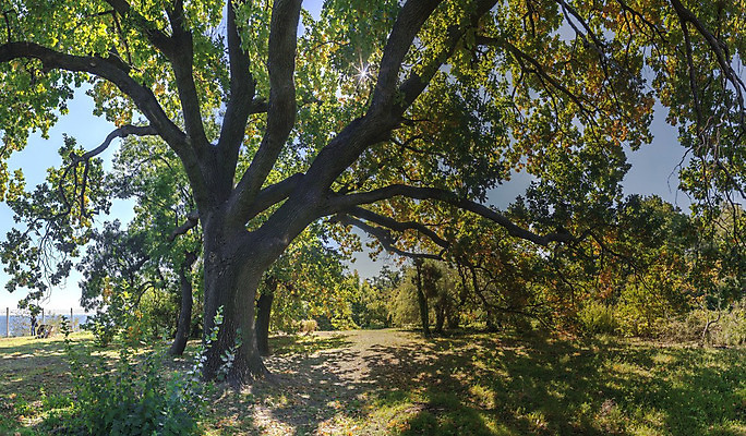 포토 JPG 해외이미지 나무 식물 디자인 공원 유럽 길 여행 백그라운드 잎 자연 파노라마 풍경 사람없음 야외 초록색 평화 정원 화목 침묵 산책 가을 시골 모서리 오솔길 대학교 원예 시력 내추럴 우크라이나 해외202004 해외포토 계절 공공시설 나라 컬러 컨셉 학교 휴식 촬영기법 취미 소리 생태계 파일형식 이미지허브