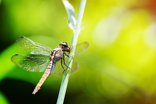 포토 JPG 해외이미지 식물 동물 야생동물 곤충 백그라운드 날개 일러스트 자연 사람없음 빨간색 초록색 여름 빛 컬러풀 노란색 정원 흰색 나뭇가지 잡기 닫기 벌레 잠자리 묘사 내추럴 블러 해외202004 해외포토 나무 계절 컬러 모션 생태계 파일형식 이미지허브
