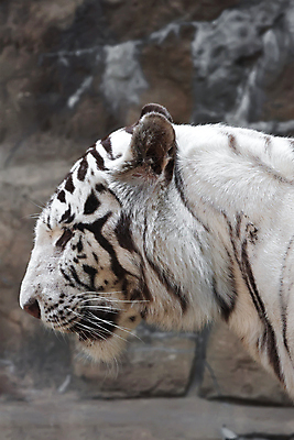 포토 JPG 해외이미지 주간 한마리 야생동물 동물원 근접촬영 사람없음 야외 맹수 백호 해외202004 해외포토 자연요소 동물 1 뷰포인트 호랑이 파일형식 사방신 이미지허브