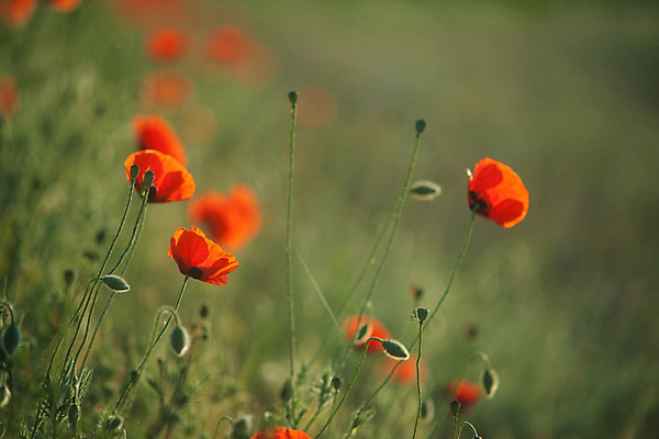 포토 JPG 해외이미지 식물 구름 계절 꽃잎 꽃 줄기 백그라운드 잎 꽃무늬 밭 자연 하늘 프레임 풍경 사람없음 야외 빨간색 초록색 여름 파란색 농장 정원 침묵 봄 들꽃 벚꽃 시골 개화 땅 허브 원예 양귀비 내추럴 해외202004 해외포토 자연요소 컬러 무늬 농업 취미 소리 생태계 파일형식 이미지허브