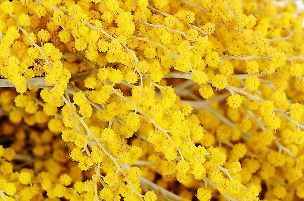 포토 JPG 해외이미지 나무 식물 계절 꽃 꽃다발 백그라운드 잎 꽃무늬 공 자연 휴가 선물 사람없음 장식 초록색 노란색 봄 벚꽃 흰색 나뭇가지 원형 황금 다발 배열 심볼 사인 속도 솜털 아카시아 해외202004 해외포토 도형 컬러 무늬 생태계 파일형식 이미지허브