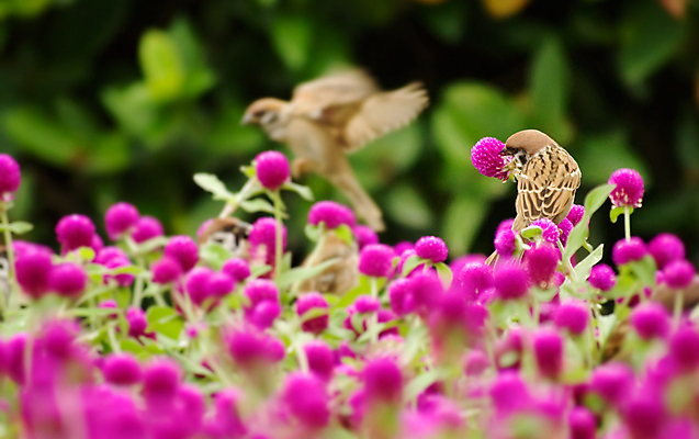 포토 JPG 해외이미지 식물 공원 꽃잎 꽃 줄기 꽃다발 백그라운드 잎 꽃무늬 밭 자연 조류 사람없음 야외 초록색 컬러풀 귀여움 환경 정원 보라색 벚꽃 시골 신선 개화 원예 참새 내추럴 강렬 해외202004 해외포토 동물 공공시설 컬러 컨셉 무늬 농업 취미 생태계 파일형식 이미지허브
