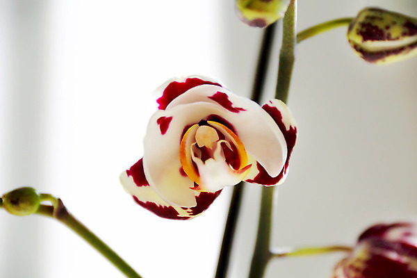 포토 JPG 해외이미지 식물 꽃잎 꽃 분홍색 꽃무늬 자연 사람없음 보라색 흰색 난초 싱글 이국적 해외202004 해외포토 컬러 무늬 생태계 파일형식 이미지허브