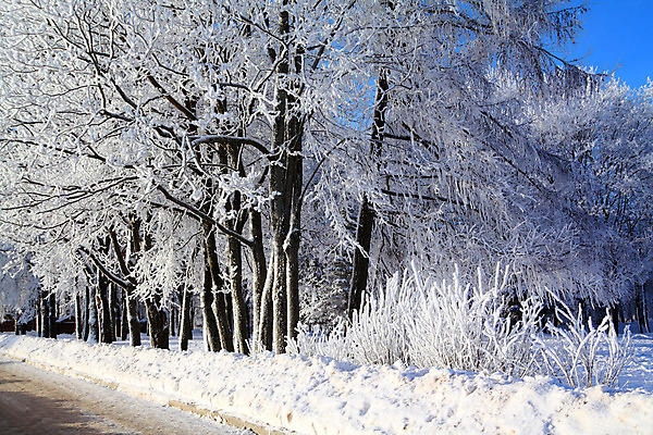 포토 JPG 해외이미지 나무 계절 도로 호수 백그라운드 낙엽 겨울 자연 하늘 날씨 파노라마 풍경 사람없음 야외 가로 빛 햇빛 우주 냉동 얼음 활발 흰색 신선 숲 시원함 크리스탈 가루 서리 지역 고드름 스카이라인 1월 넘어짐 벌거벗은 수평선 해외202004 해외포토 자연요소 식물 길 컬러 컨셉 잎 교통시설 모션 촬영기법 태양 날짜 광석 생태계 파일형식 이미지허브