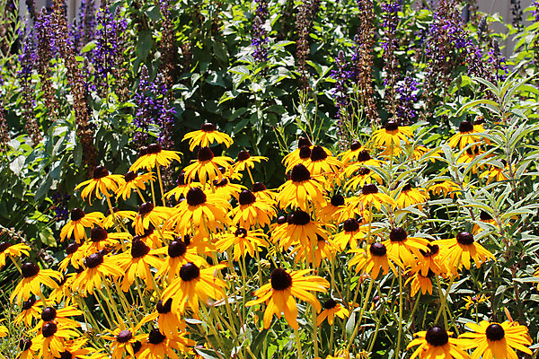 포토 JPG 해외이미지 식물 공원 꽃잎 꽃 분홍색 꽃다발 백그라운드 잎 꽃무늬 밭 농업 자연 아침 풍경 잔디 사람없음 야외 장식 초록색 여름 빛 컬러풀 노란색 환경 정원 보라색 봄 성장 벚꽃 나뭇가지 시골 신선 황금 원예 데이지 라벤더 내추럴 해외202004 해외포토 주간 나무 계절 공공시설 산업 컬러 무늬 취미 허브 생태계 파일형식 이미지허브