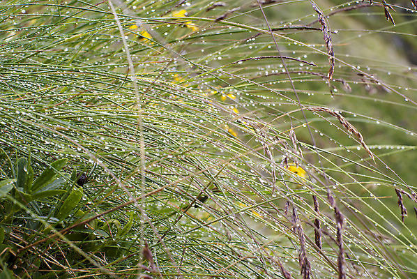 포토 JPG 해외이미지 식물 줄기 백그라운드 잎 자연 표면 아침 날씨 잔디 사람없음 야외 초록색 물 여름 파란색 빛 강 햇빛 태양 반사 환경 화목 봄 거품 젖음 성장 물방울 신선 원형 액체 떨어짐 이슬 빗방울 순수 질감 내추럴 여의주 해외202004 해외포토 주간 자연요소 도형 계절 컬러 컨셉 비_날씨 생태계 파일형식 이미지허브