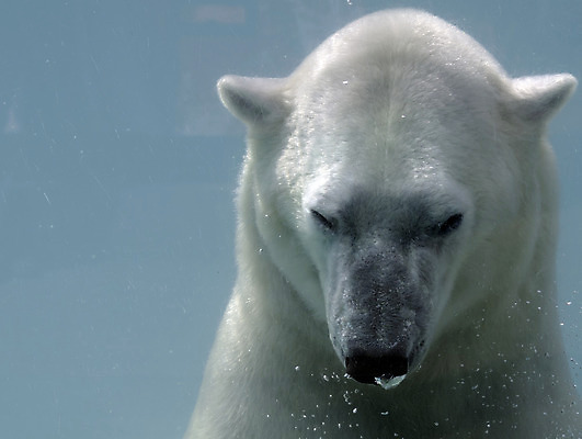포토 JPG 해외이미지 동물 공원 야생동물 곰 포유류 자연 동물원 사람없음 수영 흰색 투표 북극 해외202004 해외포토 공공시설 컬러 수상스포츠 선거 극지방 생태계 파일형식 이미지허브
