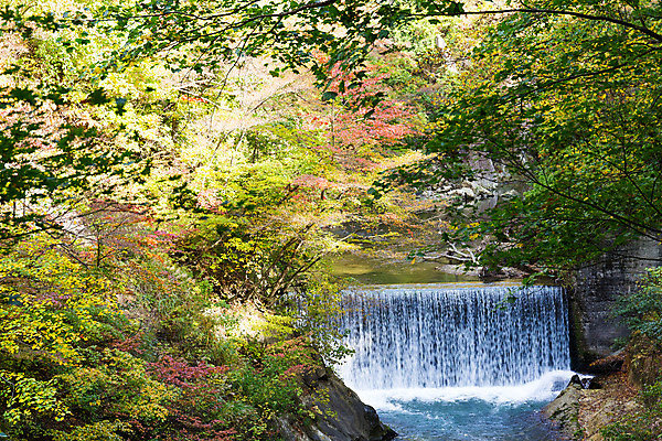 포토 JPG 해외이미지 나무 식물 계절 공원 호수 단풍 잎 오렌지 자국 자연 산 풍경 사람없음 야외 목재 빨간색 초록색 물 강 컬러풀 노란색 골짜기 계곡 일본 폭포 가을 시골 개울 숲 떠남 해외202004 해외포토 자연요소 공공시설 아시아 컬러 과일 재료 모션 생태계 파일형식 이미지허브