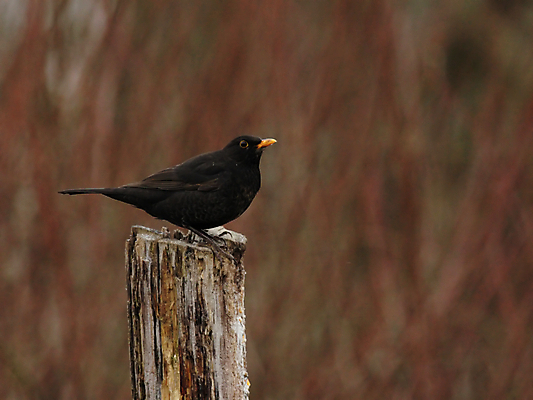 포토 JPG 해외이미지 동물 야생동물 자연 조류 앉기 사람없음 갈색 검은색 깃털 부리 계산서 해외202004 해외포토 컬러 모션 생태계 파일형식 이미지허브