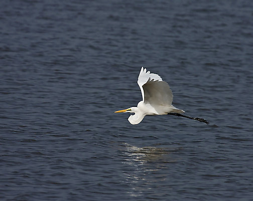 포토 JPG 해외이미지 여행 날개 아프리카 휴가 사람없음 물 강 반사 노란색 펼침 흰색 큼 부리 계산서 단검 해외202004 해외포토 자연요소 나라 무기 컬러 모션 검 크기 파일형식 이미지허브