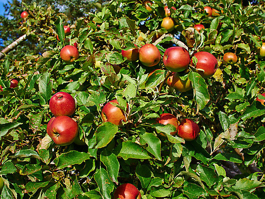포토 JPG 해외이미지 나무 식물 계절 음식 줄기 잎 농업 다이어트 과일 자연 건강 사람없음 야외 빨간색 초록색 농작물 농장 정원 활발 수확 성장 나뭇가지 신선 달콤 사과 과수원 다발 먹기 상쾌 유기농 원예 내추럴 밭일 숙성 해외202004 해외포토 웰빙 감정 산업 컬러 컨셉 모션 취미 맛 생태계 파일형식 이미지허브