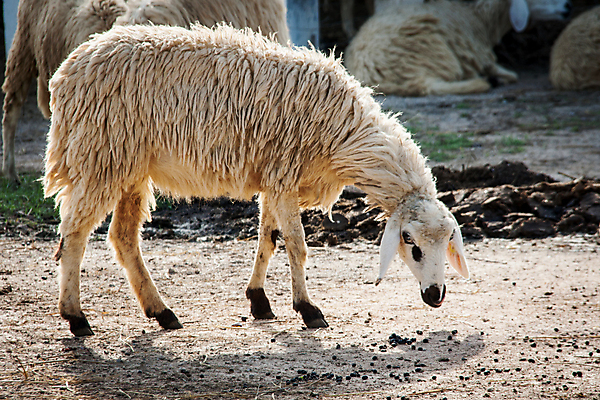 포토 JPG 해외이미지 동물 응시 농업 포유류 하늘 밥 건조 육류 사람없음 야외 초록색 농장 평화 맑음 가축 봄 흰색 시골 신선 양 양치기 군중 밀짚 양모 땅바닥 밭일 해외202004 해외포토 직업 시선 계절 산업 음식 컬러 컨셉 식재료 날씨 바닥 사람 직물 짚 파일형식 이미지허브