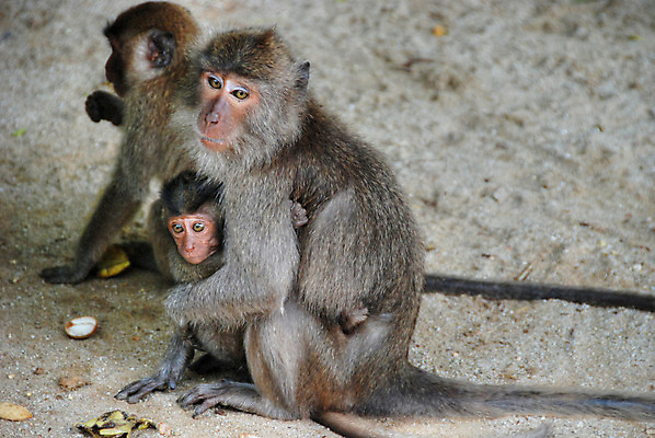 포토 JPG 해외이미지 동물 여행 백그라운드 포유류 태국 생물 앉기 사람없음 원숭이 표현 멸종 유인원 고립 이국적 해외202004 해외포토 아시아 모션 파일형식 이미지허브