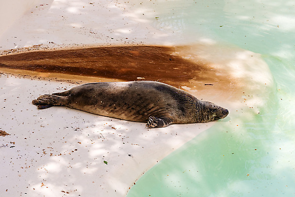 포토 JPG 해외이미지 동물 얼굴 야생동물 바다 포유류 아프리카 자연 새로움 털 해변 사람없음 물 갈색 검은색 사자 망토 물개 남극 육식동물 남쪽 내추럴 나미비아 동물상 생태학 식민지 해외202004 해외포토 자연요소 교육 나라 컬러 컨셉 신체부위 조형물 바다동물 극지방 방향 생태계 남아프리카 파일형식 이미지허브