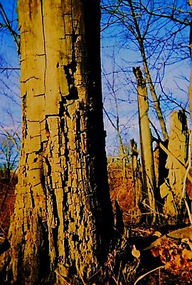 포토 JPG 해외이미지 나무 지구 백그라운드 자연 풍경 사람없음 야외 목재 환경 가을 황무지 숲 강가 무서움 홍수 폭풍 내추럴 감탄 힘찬 해외202004 해외포토 식물 계절 감정 컨셉 재료 날씨 강 자연재해 생태계 파일형식 이미지허브