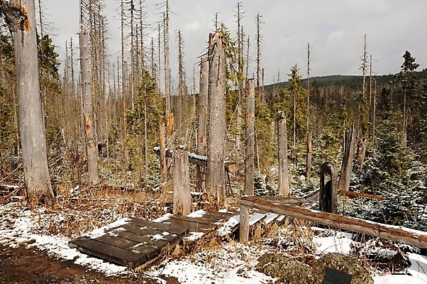 포토 JPG 해외이미지 나무 식물 구름 계절 공원 백그라운드 겨울 자연 하늘 날씨 산 풍경 사람없음 야외 초록색 봄 추위 안개 황무지 숲 장면 폭풍 눈보라 내추럴 해외202004 해외포토 자연요소 공공시설 컬러 눈_날씨 생태계 파일형식 이미지허브