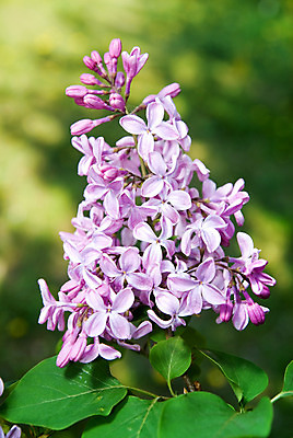 포토 JPG 해외이미지 나무 식물 디자인 계절 꽃잎 꽃 분홍색 꽃다발 백그라운드 잎 꽃무늬 자연 벽지 부활절 프레임 선물 사람없음 초록색 파란색 노란색 우주 정원 보라색 봄 벚꽃 나뭇가지 개화 다발 제비꽃 원예 냄새 아로마 라일락 내추럴 해외202004 해외포토 기념일 컬러 무늬 취미 생태계 파일형식 이미지허브