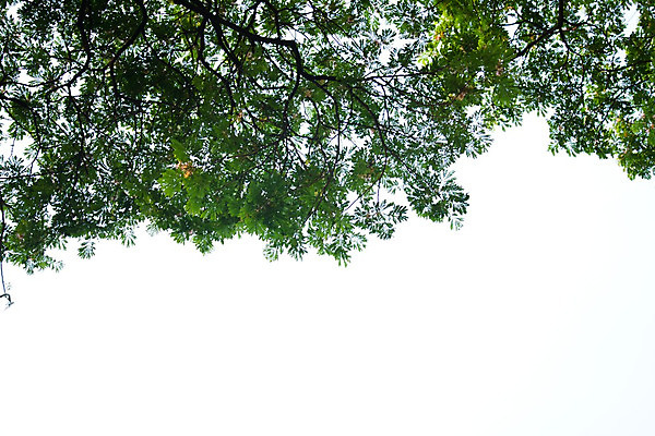 포토 JPG 해외이미지 나무 식물 전통 디자인 계절 꽃잎 문화 백그라운드 잎 크리스마스 꽃무늬 부분 자연 하늘 휴가 건강 사람없음 장식 초록색 갈색 봄 공백 활발 성장 흰색 나뭇가지 인사 신선 소나무 화려 막대기 모서리 떨어짐 이슬 허브 오브젝트 싱글 날것 전나무 원뿔 고립 엘리먼트 해외202004 해외포토 도형 기념일 꽃 컬러 컨셉 무늬 예절 생태계 파일형식 이미지허브