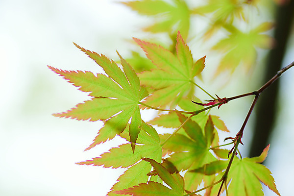 포토 JPG 해외이미지 나무 식물 계절 공원 여행 백그라운드 단풍 잎 자연 하늘 사람없음 야외 가로 초록색 여름 빛 햇빛 태양 환경 정원 일본 맑음 봄 성장 나뭇가지 신선 도쿄 숲 질감 보케 자연백그라운드 미로 내추럴 그리너리 해외202004 해외포토 자연요소 공공시설 아시아 컬러 날씨 생태계 파일형식 트랜드컬러 이미지허브