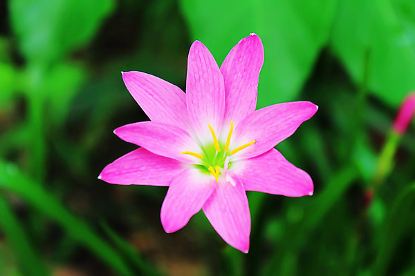 포토 JPG 해외이미지 식물 디자인 계절 공원 꽃 분홍색 꽃다발 백그라운드 컨셉 잎 꽃무늬 밭 자연 벽지 사람없음 야외 초록색 여름 빛 컬러풀 태양 우주 정원 보라색 봄 벚꽃 흰색 신선 신용카드 닫기 다발 데이지 보케 장면 내추럴 스타일 해외202004 해외포토 자연요소 공공시설 컬러 무늬 농업 모션 금융 생태계 파일형식 이미지허브