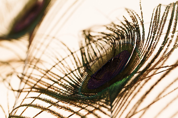 포토 JPG 해외이미지 모양 동물 백그라운드 패턴 부분 자연 조류 추상 사람없음 장식 파란색 빛 펜 공작 깃털 질감 솜털 고립 깃털펜 이국적 터키석 해외202004 해외포토 컬러 무늬 필기구 보석 생태계 파일형식 이미지허브