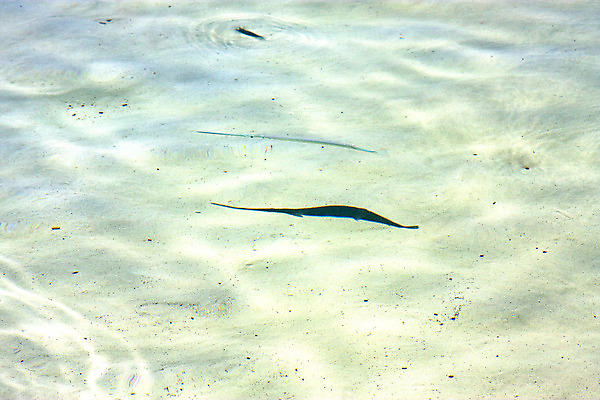 포토 JPG 해외이미지 동물 모래 파도 바다 백그라운드 패턴 자연 낚시 추상 휴식 멕시코 그림자 사람없음 물 파란색 햇빛 갈색 평화 미국 거품 자유 흰색 떨어짐 썰물 뿌리기 질감 지느러미 유카탄 석호 땅바닥 파라다이스 화창 해외202004 해외포토 자연요소 컬러 컨셉 북아메리카 무늬 모션 레저 날씨 바닥 태양 생태계 파일형식 이미지허브