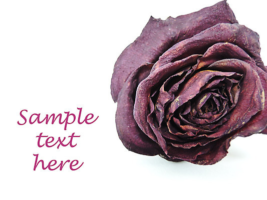 포토 JPG 해외이미지 식물 기념일 꽃잎 꽃 분홍색 백그라운드 꽃무늬 자연 건조 발렌타인데이 사랑 사람없음 장식 빨간색 컬러풀 장미 스파 수확 골동품 벚꽃 흰색 죽음 닫기 배열 심볼 향수 아로마 내추럴 고립 썩음 옛날 취급주의 해외202004 해외포토 감정 컬러 무늬 농업 모션 데이이벤트 경고 이벤트 화장품 생태계 파일형식 이미지허브