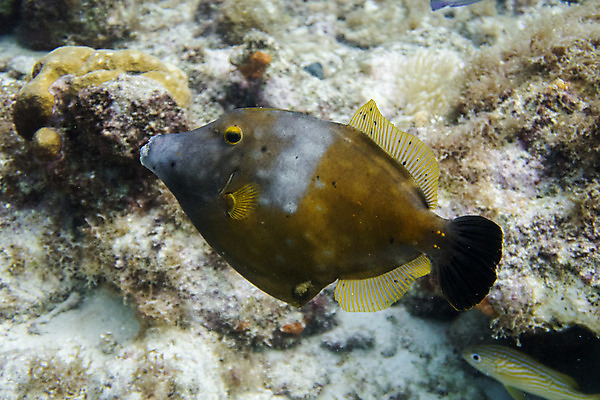 포토 JPG 해외이미지 동물 야생동물 바다 패턴 자연 어류 사람없음 여름 파란색 노란색 수중 점 다이빙 지느러미 해외202004 해외포토 계절 컬러 무늬 수영 수중동물 생태계 수중스포츠 파일형식 이미지허브