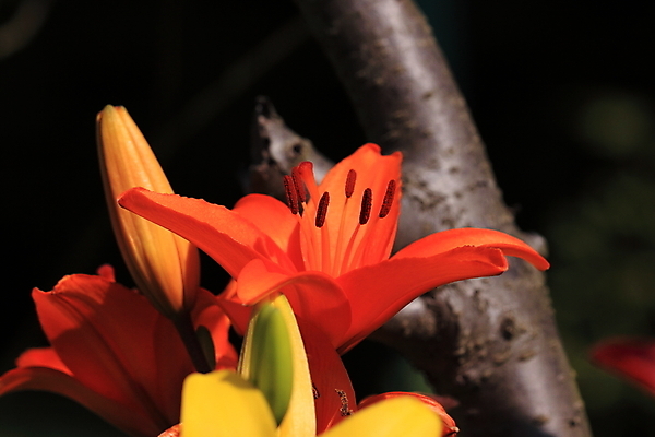 포토 JPG 해외이미지 식물 디자인 꽃잎 꽃 줄기 분홍색 꽃다발 백그라운드 잎 꽃무늬 자연 선물 사람없음 장식 빨간색 초록색 노란색 정원 봄 성장 벚꽃 흰색 축하 신선 개화 우아함 꽃집 순수 묘사 싱글 향기 냄새 꽃가루 고립 해외202004 해외포토 계절 컬러 컨셉 무늬 상점 가루 생태계 파일형식 이미지허브