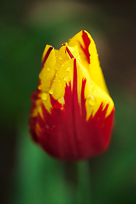 포토 JPG 해외이미지 식물 계절 꽃잎 꽃 꽃무늬 자연 부활절 사람없음 초록색 여름 정원 봄 튤립 벚꽃 흰색 신선 향기 내추럴 해외202004 해외포토 기념일 컬러 무늬 생태계 냄새 파일형식 이미지허브
