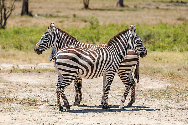 포토 JPG 해외이미지 동물 1 공원 남자 야생동물 2 패턴 포유류 아프리카 자연 흑백 서기 사람없음 가로 달리기 검은색 줄무늬 게임 흰색 황무지 사파리 얼룩말 케냐 남아프리카 사바나 세렝게티 전국 탄자니아 평야 해외202004 해외포토 공공시설 나라 컬러 무늬 모션 놀이 촬영기법 사람 말_동물 생태계 파일형식 이미지허브