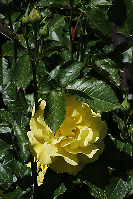 포토 JPG 해외이미지 꽃 백그라운드 농업 자연 사람없음 빨간색 초록색 컬러풀 장미 노란색 정원 봄 소프트포커스 해외202004 해외포토 식물 계절 산업 컬러 촬영기법 생태계 파일형식 이미지허브