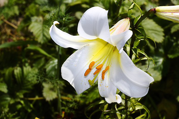 포토 JPG 해외이미지 식물 계절 공원 꽃잎 꽃 꽃다발 백그라운드 잎 꽃무늬 자연 사람없음 야외 초록색 여름 정원 봄 활발 에너지 벚꽃 흰색 투명 개화 우아함 달콤 백합 큼 다발 싱글 향기 내추럴 강렬 힘찬 안락 해외202004 해외포토 공공시설 컬러 컨셉 무늬 맛 크기 생태계 냄새 파일형식 이미지허브