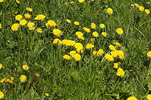 포토 JPG 해외이미지 꽃 사람없음 봄 벚꽃 개화 민들레 해외202004 해외포토 식물 계절 파일형식 이미지허브