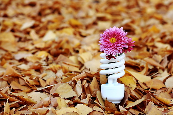 포토 JPG 해외이미지 식물 꽃 컨셉 잎 전구 자연 아이디어 사람없음 야외 빛 환경 힘 에너지 램프 보호 형광등 땅바닥 효율 해외202004 해외포토 전등 조명 바닥 생태계 파일형식 이미지허브