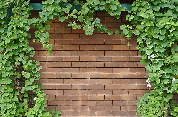 포토 JPG 해외이미지 나무 식물 벽 백그라운드 잎 패턴 건축양식 자연 표면 벽돌 돌담 사람없음 건물 초록색 정원 질감 아이비 해외202004 해외포토 건축물 건축 컬러 무늬 담장 돌_바위 생태계 파일형식 이미지허브