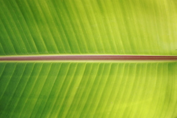 포토 JPG 해외이미지 나무 커피 선 백그라운드 잎 패턴 벽지 바나나 사람없음 컵 초록색 흰색 준비 내추럴 고립 광합성 성배 해외202004 해외포토 식물 식기 음료 컬러 무늬 과일 파일형식 이미지허브