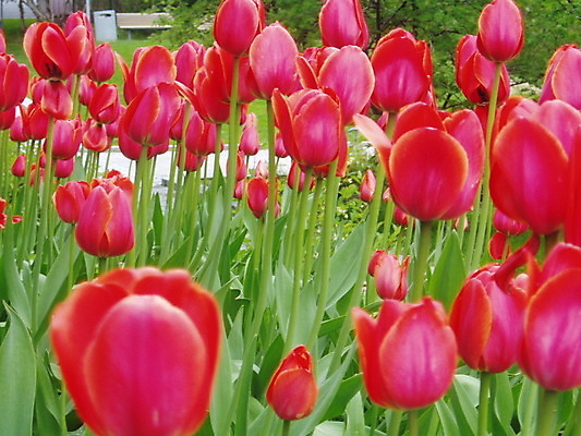 포토 JPG 해외이미지 식물 꽃 잎 사람없음 빨간색 초록색 정원 봄 튤립 벚꽃 침대 해외202004 해외포토 계절 컬러 가구 파일형식 이미지허브