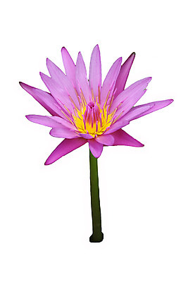 포토 JPG 해외이미지 식물 꽃잎 꽃 선 분홍색 꽃무늬 자연 따뜻함 연꽃 사람없음 야외 여름 햇빛 평화 침묵 봄 벚꽃 우아함 대만 해외202004 해외포토 계절 아시아 컬러 컨셉 무늬 태양 소리 생태계 파일형식 이미지허브