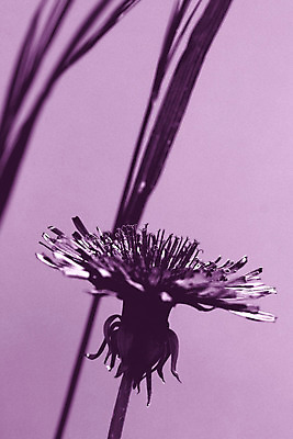 포토 JPG 해외이미지 식물 꽃 자연 그림자 사람없음 옆모습 빛 보라색 벚꽃 민들레 그림 해외202004 해외포토 뷰포인트 컬러 생태계 파일형식 이미지허브